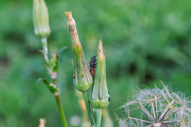 Bug żołnierz, siedząc na źdźble trawy.