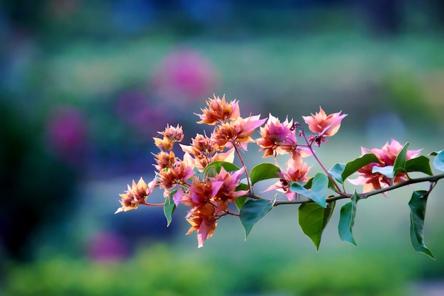 Bugenwilla to rodzaj ciernistych krzewów ozdobnych pnączy i drzew z rodziny Nyctaginaceae