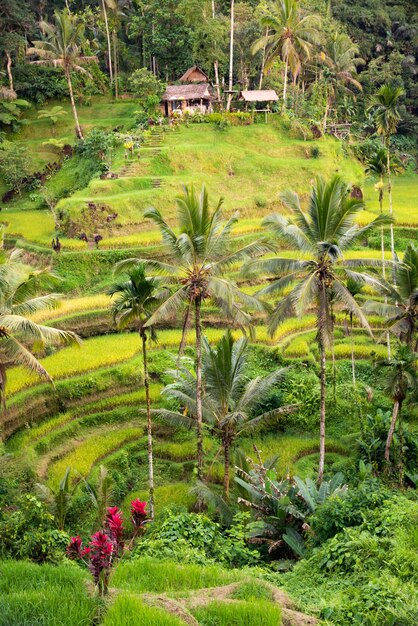 Zdjęcie bujna plantacja pól ryżowych na wyspie bali indonezja