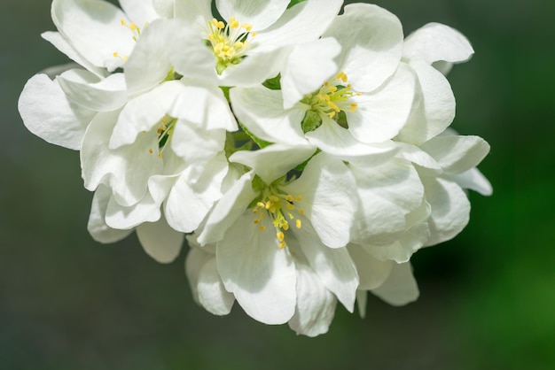 Bujne białe kwiaty jabłoni