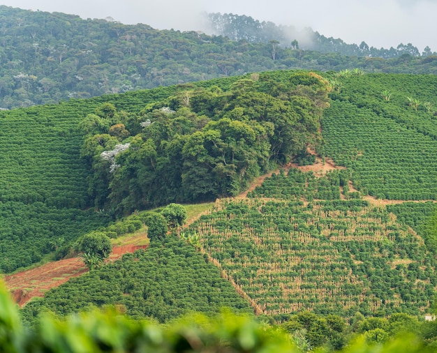Bujne plantacje kawy na mglistym zboczu góry