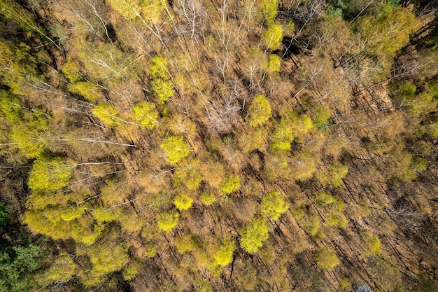 Bujne zielone drzewa w lesie w Spring Drone View