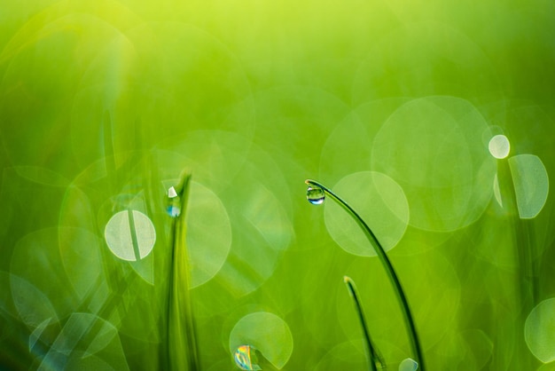 Bujne zielone źdźbła trawy z pięknymi przezroczystymi kroplami wody na łące zbliżenie. Świeży poranek