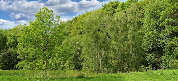 Bujny las na wiosnę Zdjęcie młodego lasu na wiosnę