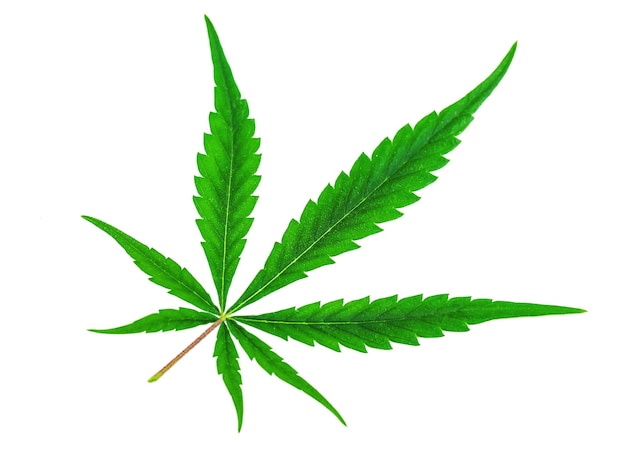 Zdjęcie bujny zielony liść marihuany marihuany na białym tle