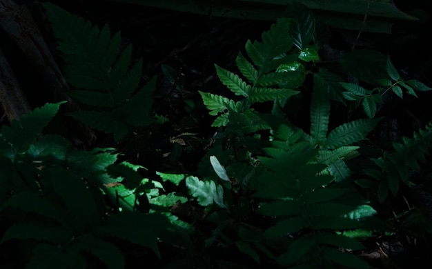 Bujny zielony liść paproci z plamistym światłem słonecznym