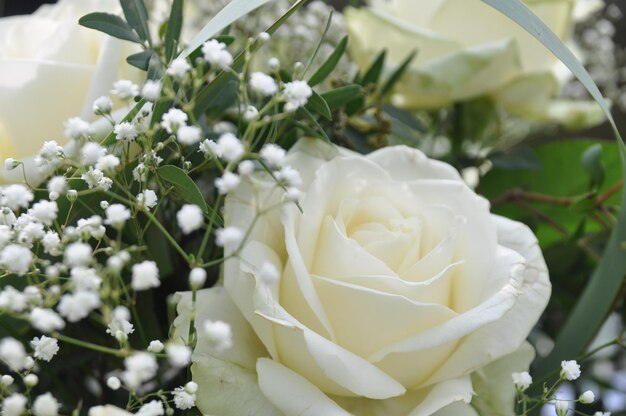Zdjęcie bukiet białej róży ślubnej