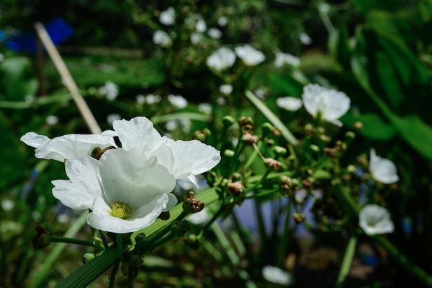 Zdjęcie bukiet białych lilii z selektywnym skupieniem