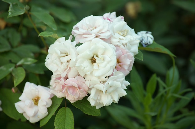 Bukiet białych róż z różowymi kwiatami