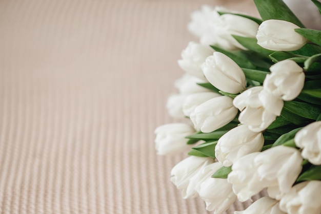 Bukiet białych tulipanów leży na beżowym łóżku Bukiet tulipanów jest przewiązany liliową wstążką i leży na poziomym zdjęciu łóżka