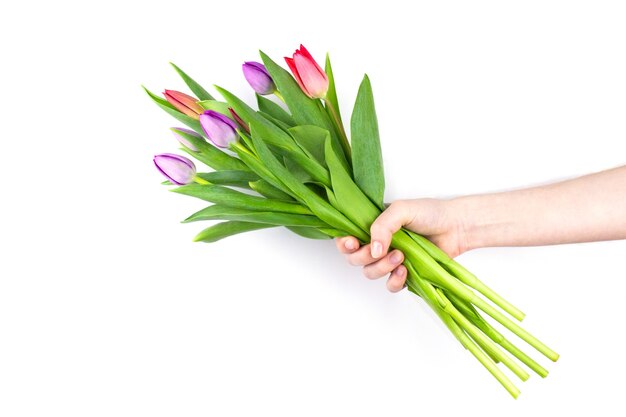 Bukiet czerwonych i fioletowych tulipanów w kobiecej dłoni na białym tle
