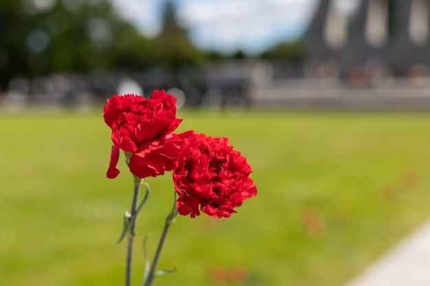Bukiet czerwonych kwiatów czerwone goździki na cześć ofiar Ku pamięci poległych w wojnie rozbitków pochowanych Kwiaty na grobie Dzień Zwycięstwa Dzień Pamięci Kopia przestrzeń