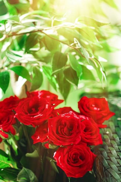Bukiet czerwonych róż jako kwiatowy prezent świąteczny piękne świeże kwiaty ogrodowe jako wystrój domu