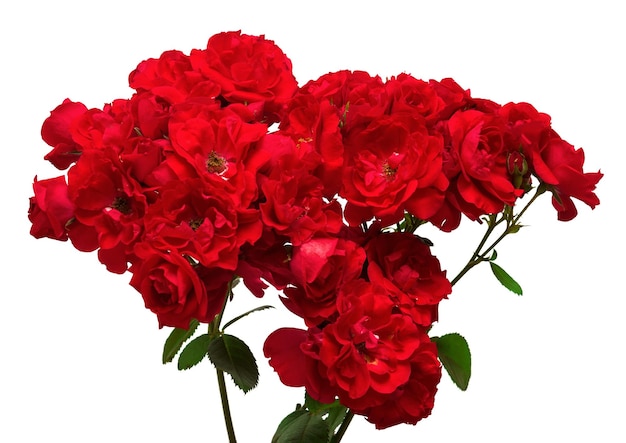 Bukiet czerwonych róż zbliżenie na białym tle