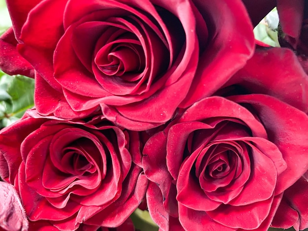 Bukiet czerwonych róż zbliżenie Tło czerwonych róż