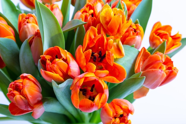 Bukiet czerwonych tulipanów na białym tle Zbliżenie