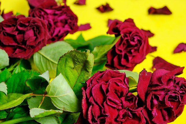 Bukiet czerwonych zwiędłych róż na żółtym tle.