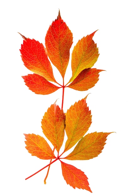 Bukiet jesiennych czerwonych i żółtych liści na białym tle