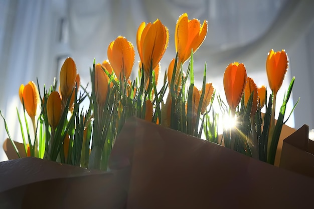 bukiet krokusów / promienie słoneczne i blask na bukiecie dzikich żółtych kwiatów polnych, wiosenne tło, słoneczny poranek pogoda