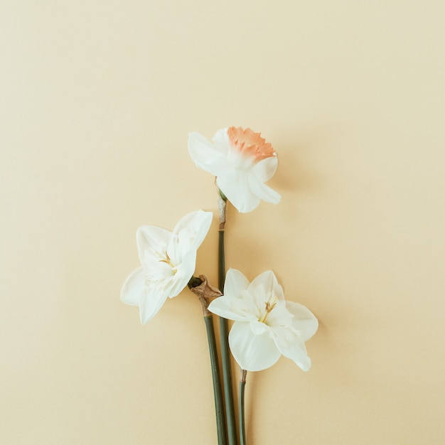 Bukiet kwiatów narcyzów na pastelowych