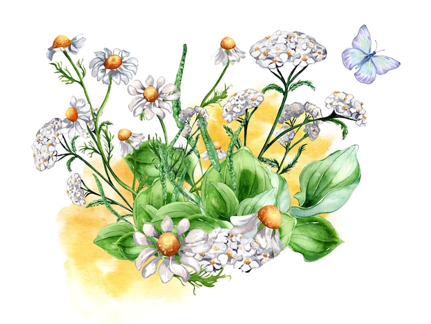Bukiet łąki kwiat leczniczy motyl akwarela ilustracja na białym tle babka achillea