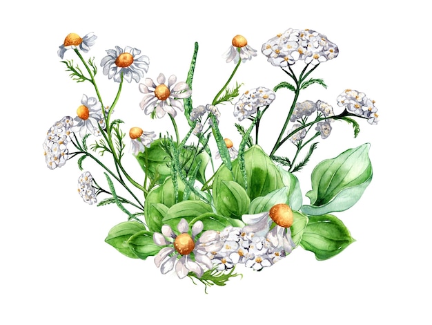 Bukiet łąki kwiat leczniczy zioła rośliny akwarela ilustracja na białym Daisy