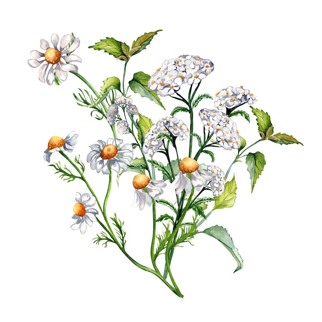 Zdjęcie bukiet łąki lecznicze rośliny ziołowe akwarela ilustracja na białym stokrotka rumianek