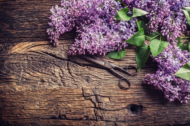 Bukiet nożyczek fioletowy bzu i antyczne na starym drewnianym stole.