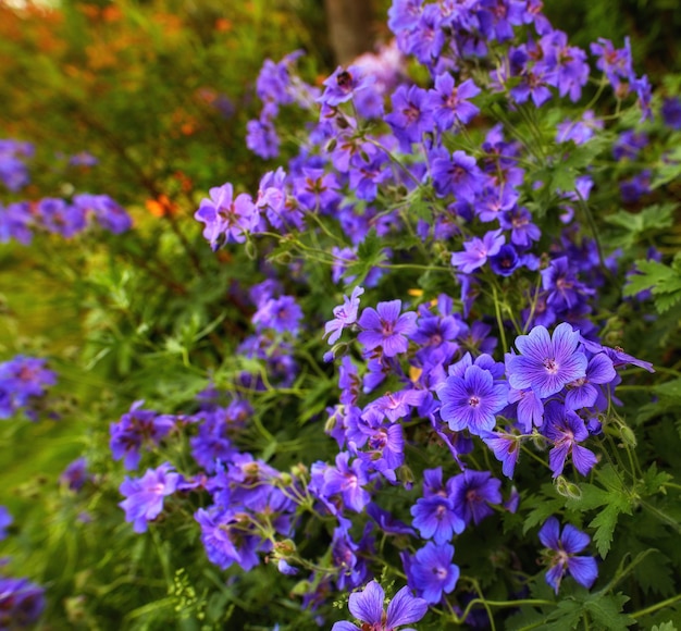 Bukiet Pięknych Delikatnych żurawi Leśnych Kwiaty Irysa I Fioletu Geranium W Parku Kwitnący Dziób żurawia W Ogrodzie Botanicznym Fioletowy Kwiat Kwiatu Na Podwórku W Południowym Słońcu