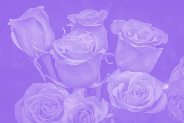 Bukiet pięknych róż z fioletowym zabarwieniem. kompozycja kwiatowa