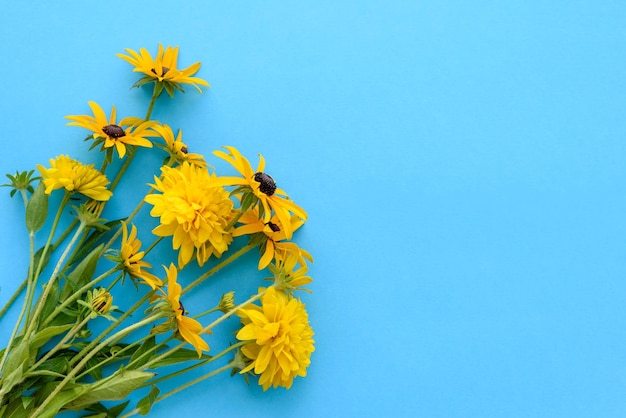 Bukiet pięknych świeżo wyciętych żółtych kwiatów na niebieskim tle