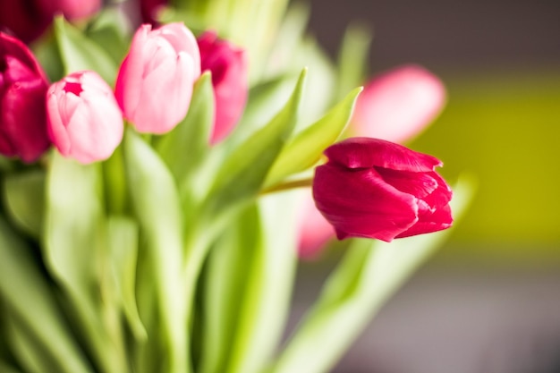 Bukiet pięknych tulipanów kwiatowym tle