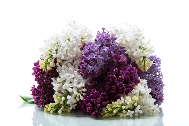 Bukiet pięknych wiosennych lilaków o różnych kolorach izolowanych na białym tle