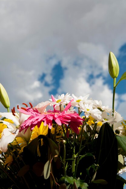 bukiet, pole kwiatów wiosną na tle pochmurnego nieba