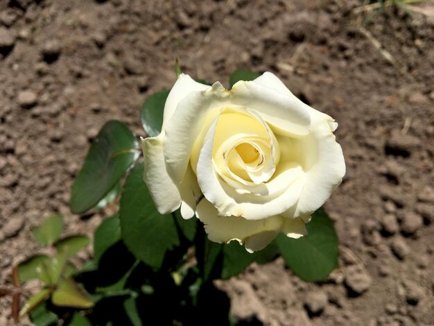 Zdjęcie bukiet polnych kwiatów kłującej róży kwitnącej w ogrodzie