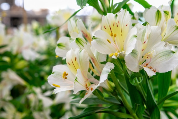 Bukiet przepięknego białego lata Alstroemeria