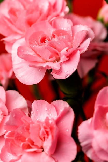 Bukiet różowi goździków kwiaty