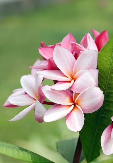 Bukiet różowy plumeria lub frangipani kwiat.