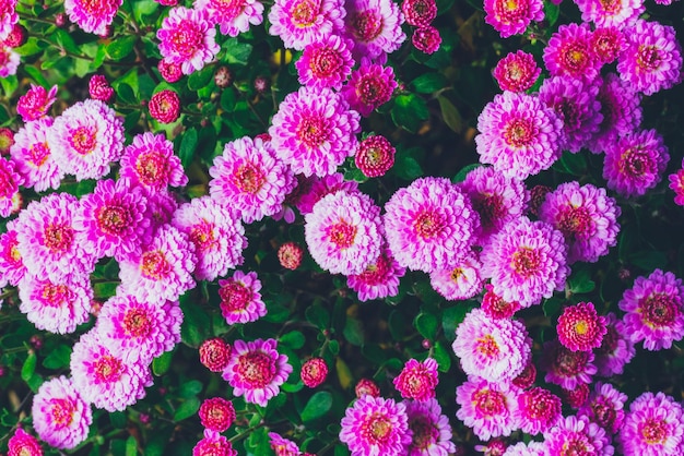 Zdjęcie bukiet różowych chryzantem kwiaty zbliżenie widok z góry