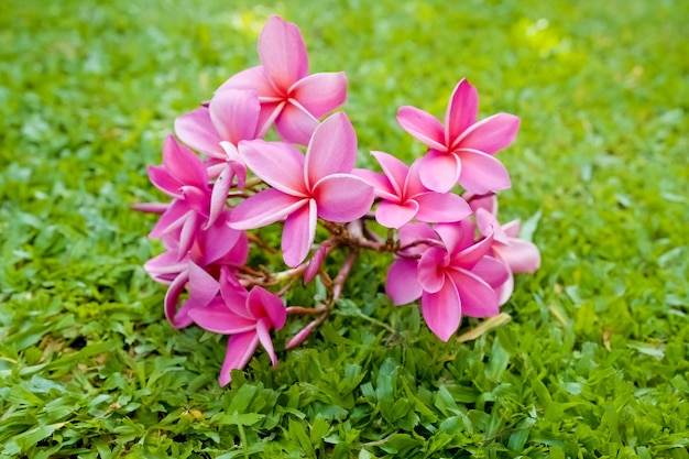 Bukiet różowych frangipani w ogrodzie