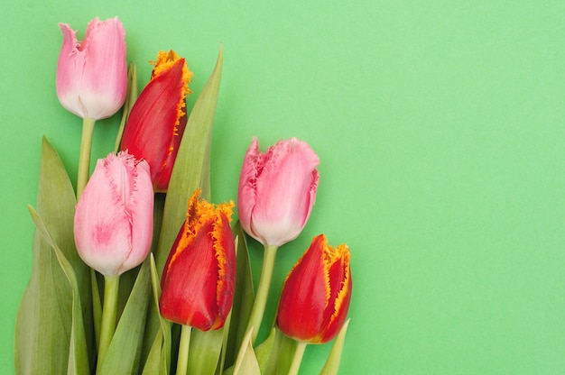 Bukiet różowych i czerwonych tulipanów na zielono