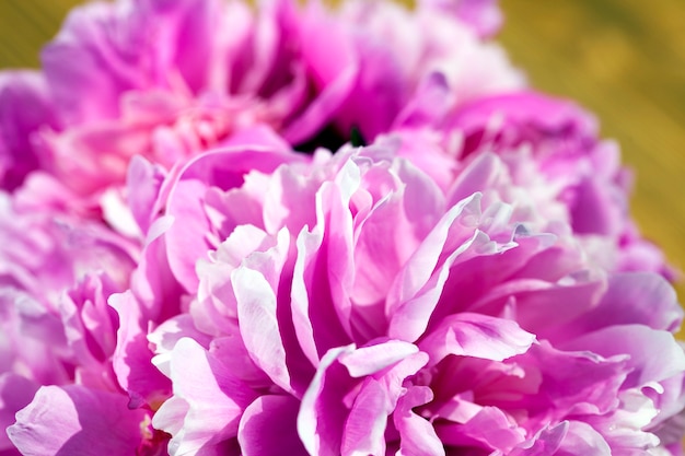 Bukiet różowych piwonii służących do nadania przy różnych okazjach detali kwiatostanu