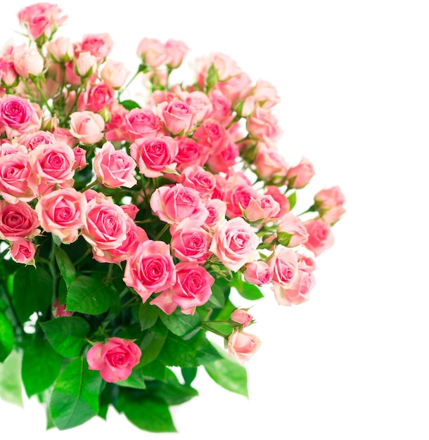 Bukiet różowych róż w koszu na białym tle
