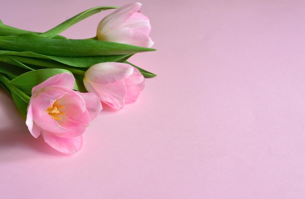 bukiet różowych tulipanów na różowym tle kopiowania przestrzeni
