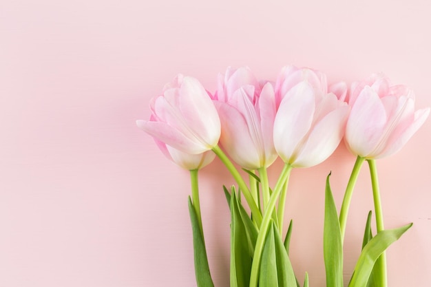 Bukiet różowych tulipanów na różowym tle.