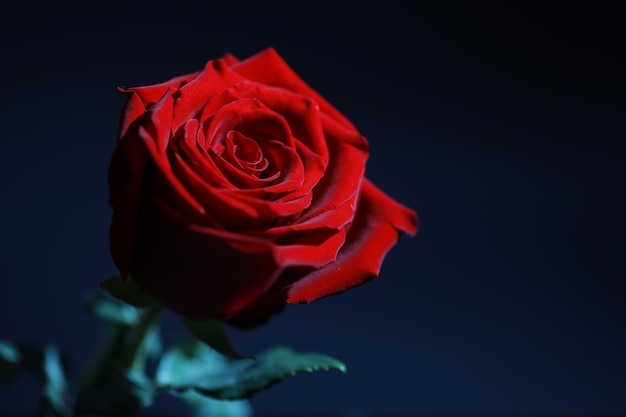 Bukiet świeżych kwiatów. Prezent świąteczny dla ukochanej osoby. Tło Dzień Świętego Walentego. Róża, tulipan, kompozycja kwiatowa irysa.