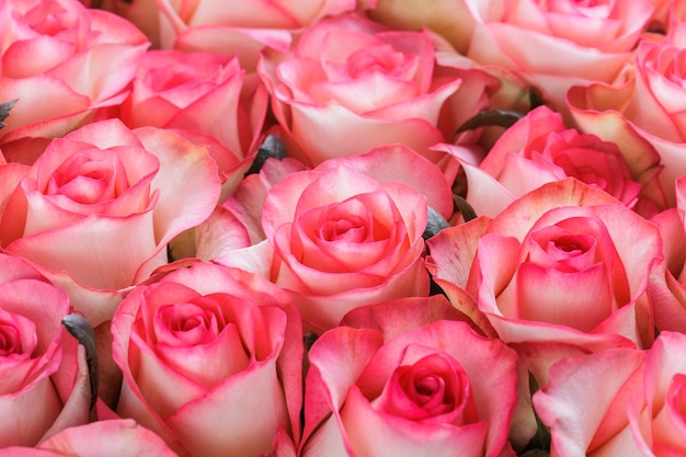 Zdjęcie bukiet świeżych różowych bladych róż kwiatowym tle