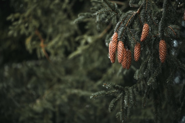 Bukiet szyszek sosnowych na ciemnozielonej gałęzi sosny Naturalne tło