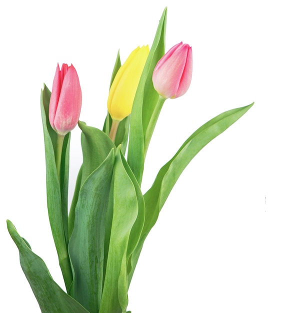 Bukiet tulipanów na białym tle