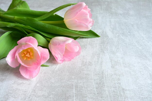 bukiet tulipanów odizolowany na szarym tle kopiowanie przestrzeni